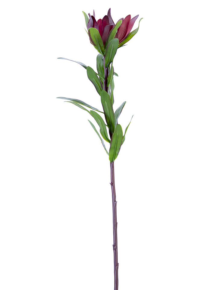 23" Leucadendron Protea, Burgundy