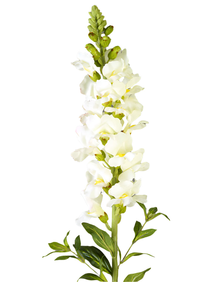 35" Snapdragon, Cream