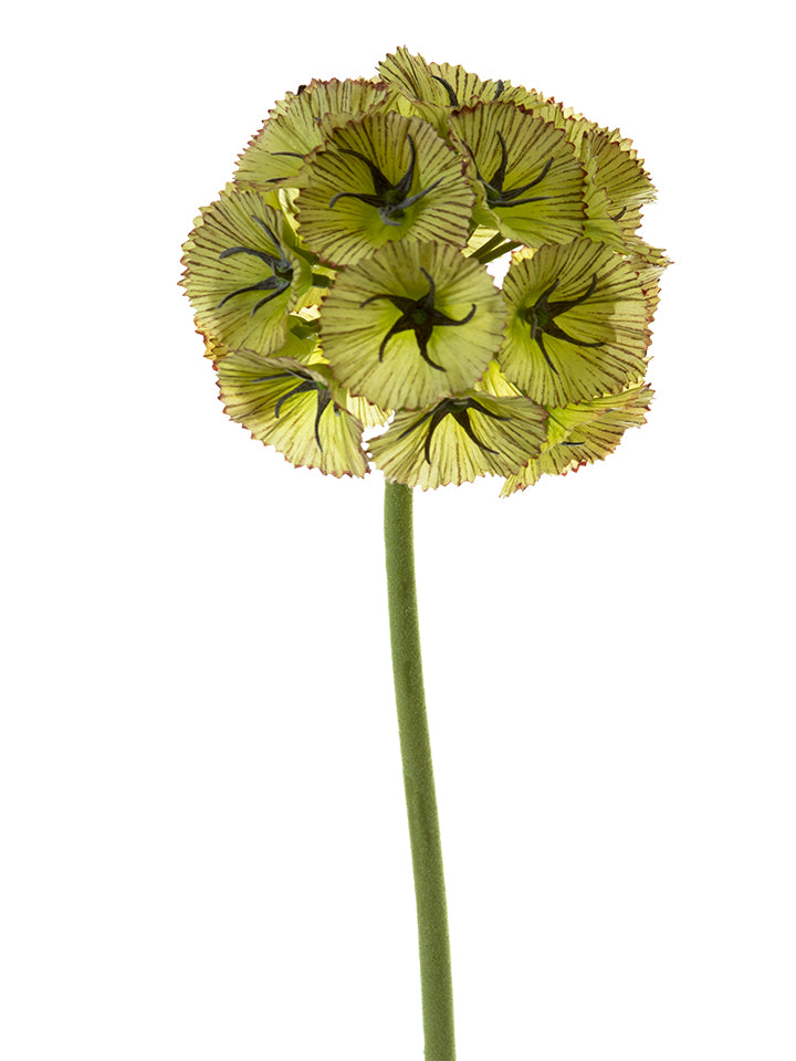 24" Scabiosa Ball, Green Brown