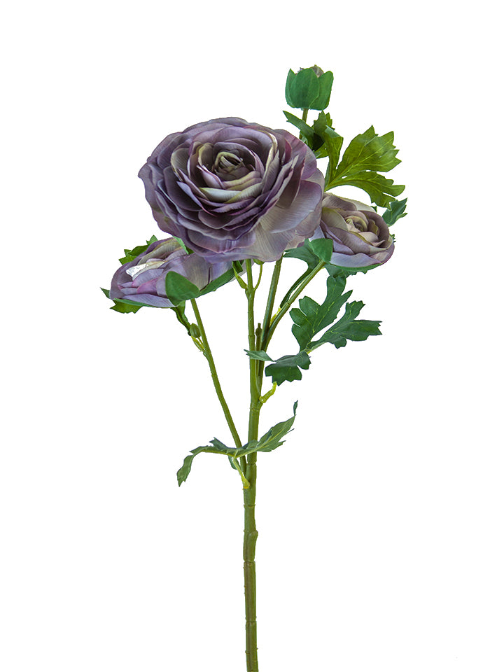 25" Italian Ranunculus, Purple