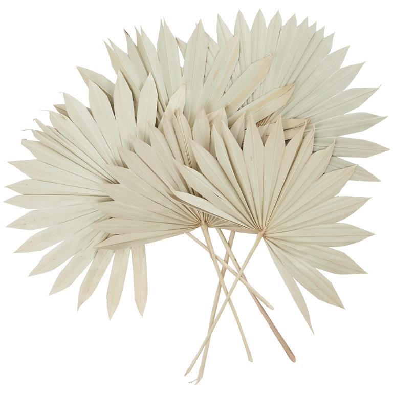 Dried Palm Leaf Sun Spear Foliage