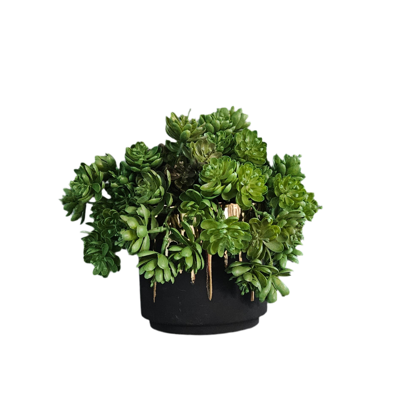 Succulents In Black & Gold Container