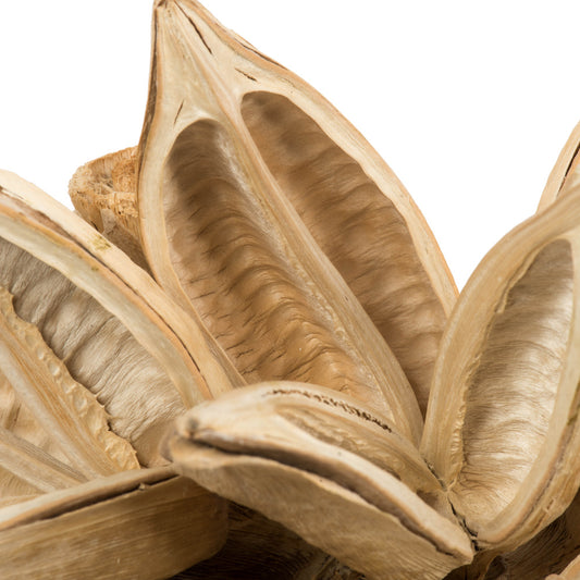 12-16" Bleached Star Pod