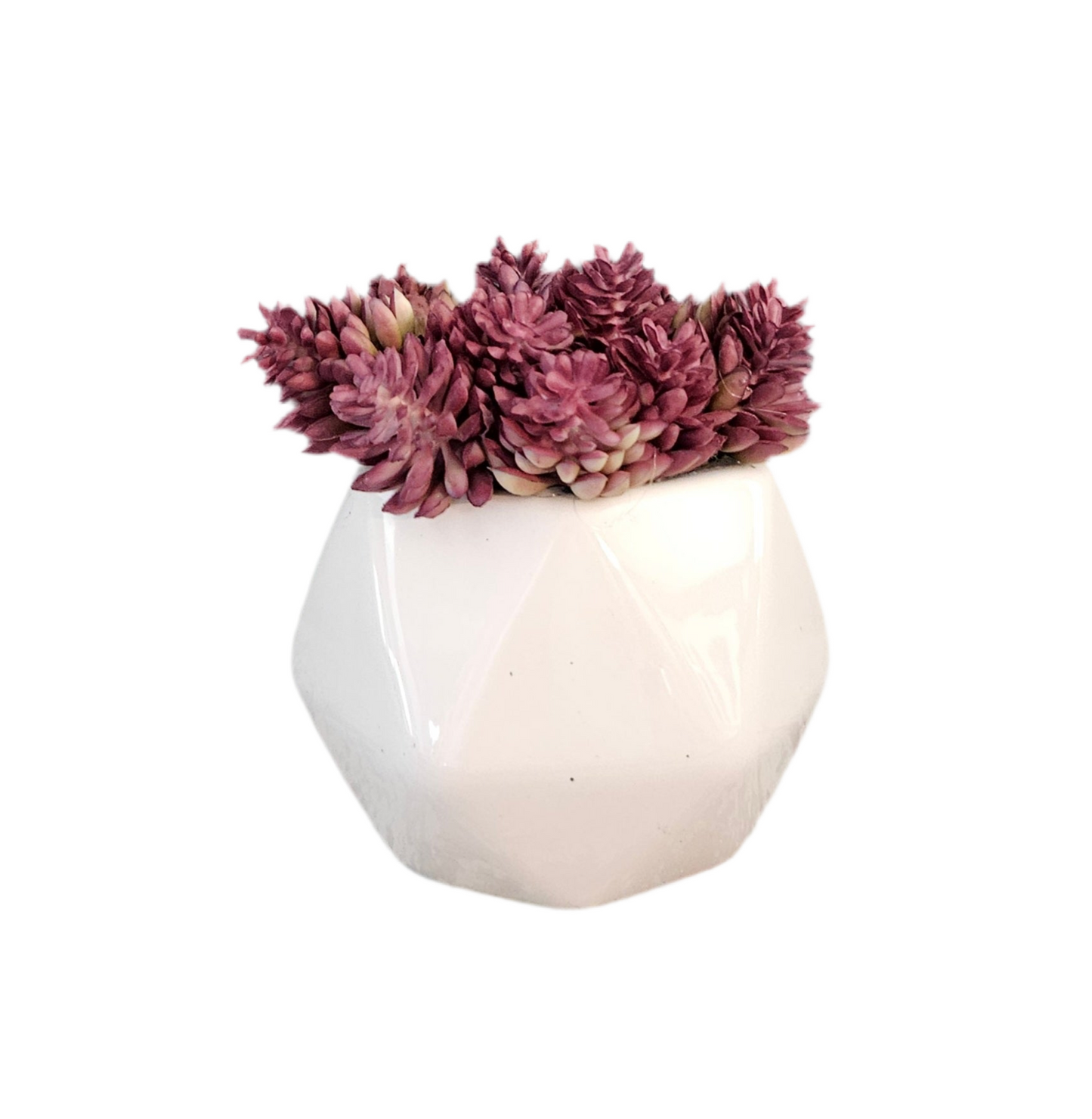 4" Filler Succulent Sit Around