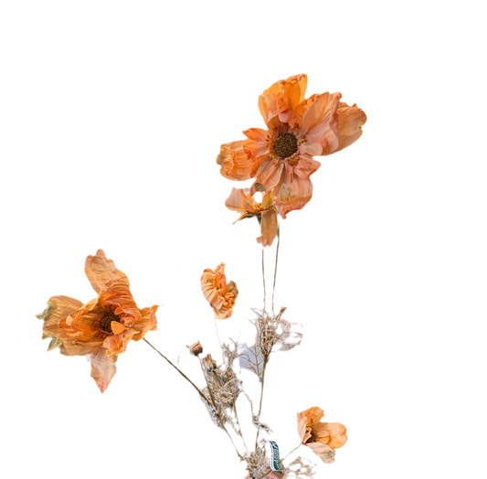 Dried Cosmos, Peach
