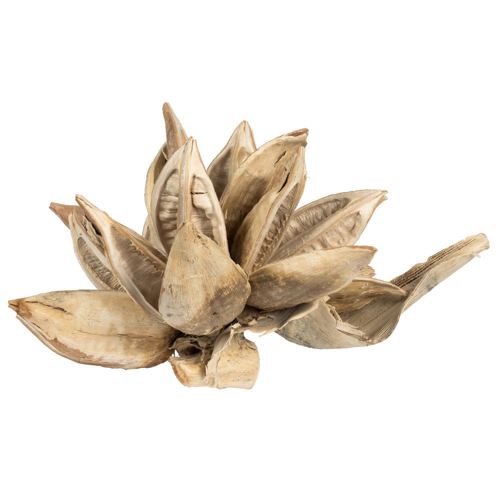 6" Bleached Star Pod