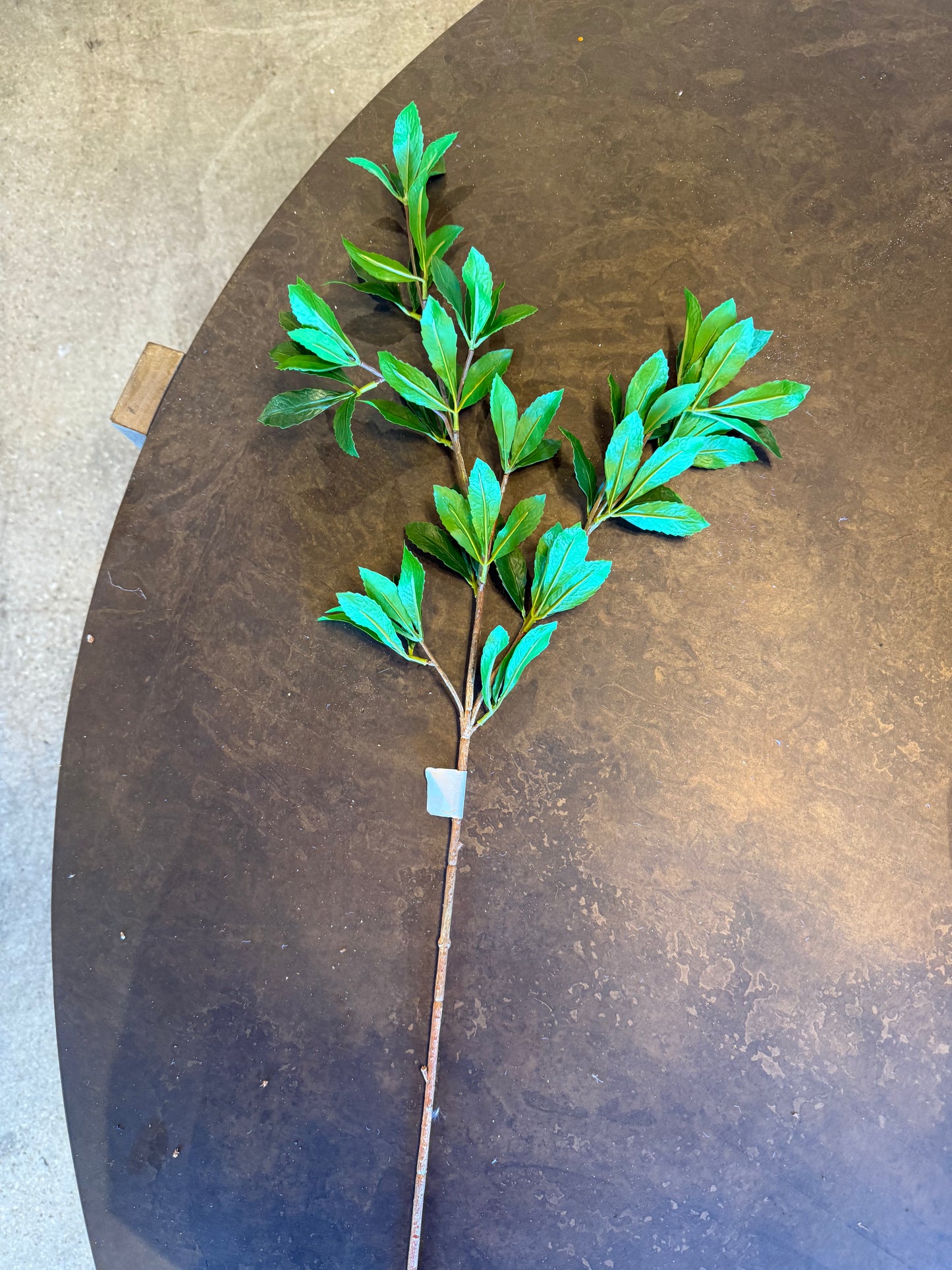 25" BUCKEYE TREE BRANCH