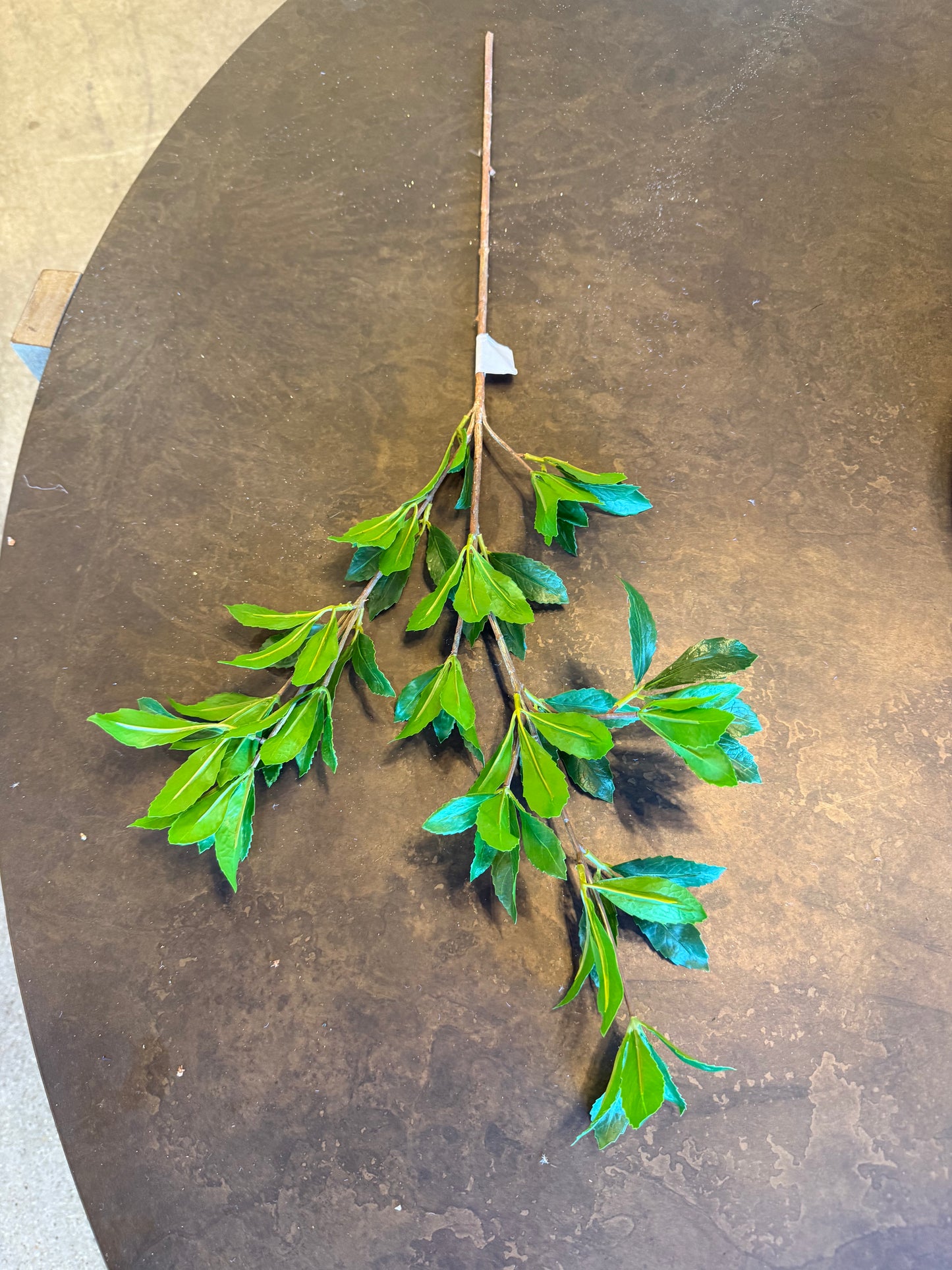 25" BUCKEYE TREE BRANCH