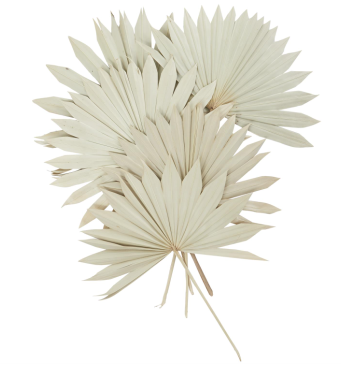 Dried Palm Leaf Sun Spear Foliage