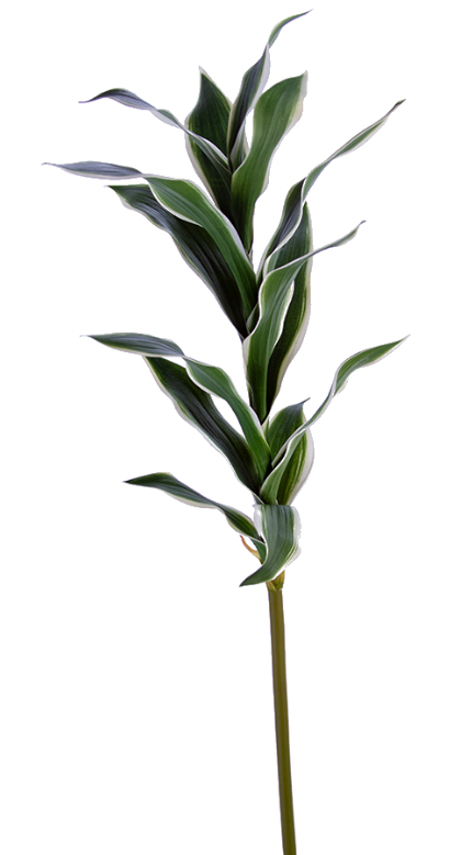 30" Dracaena Stem, Green/White