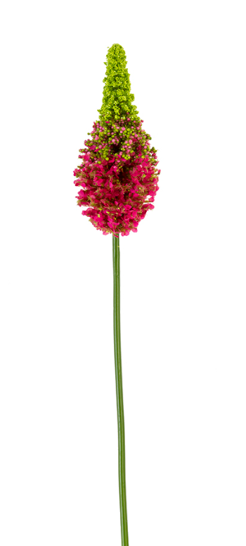 33" Eremurus Stem, Fuchsia