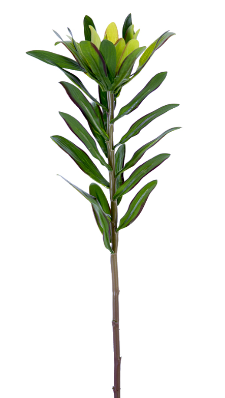 23" Leucadendron Protea, Green