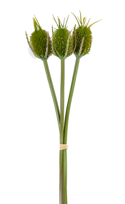 30.5" Fuller's Teasel Bundle, Raffia Green