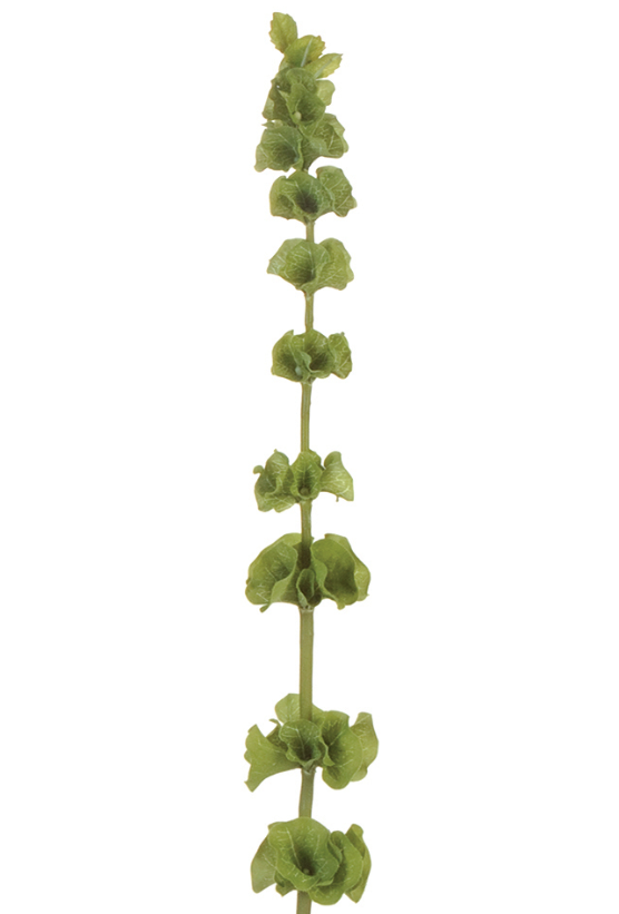 32" Bells of Ireland, Light Green