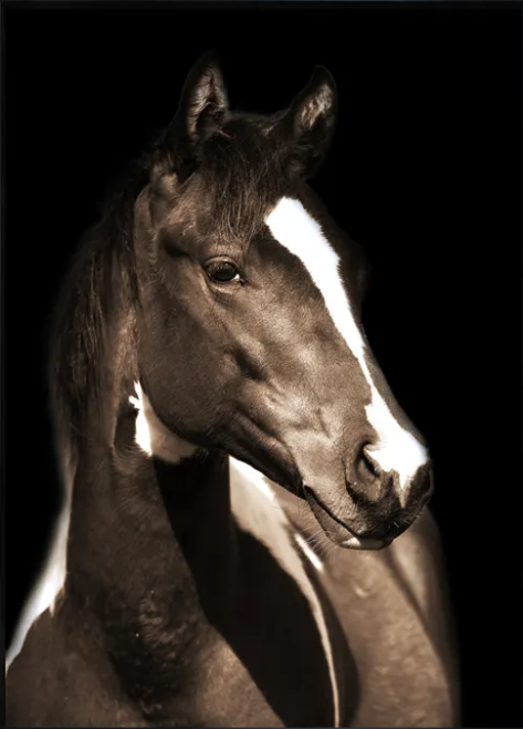 Fayette 1 Horse Painting