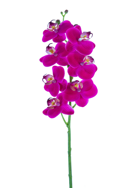 24" Phalaenopsis Orchid, Fuchsia