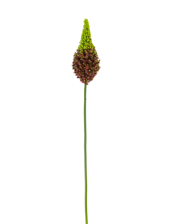 33" Eremurus Stem, Burgundy