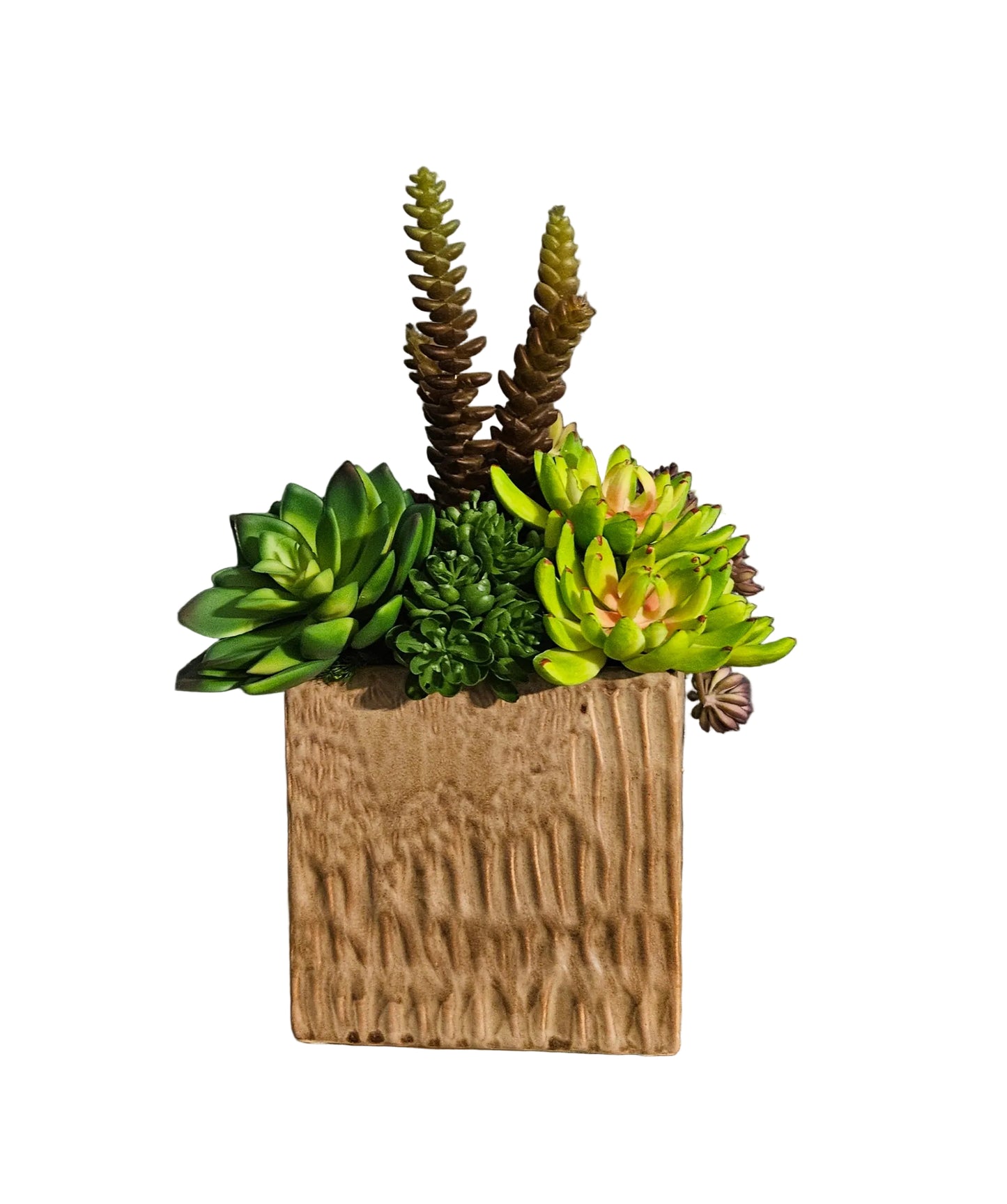 Succulent Arrangement in Square Container