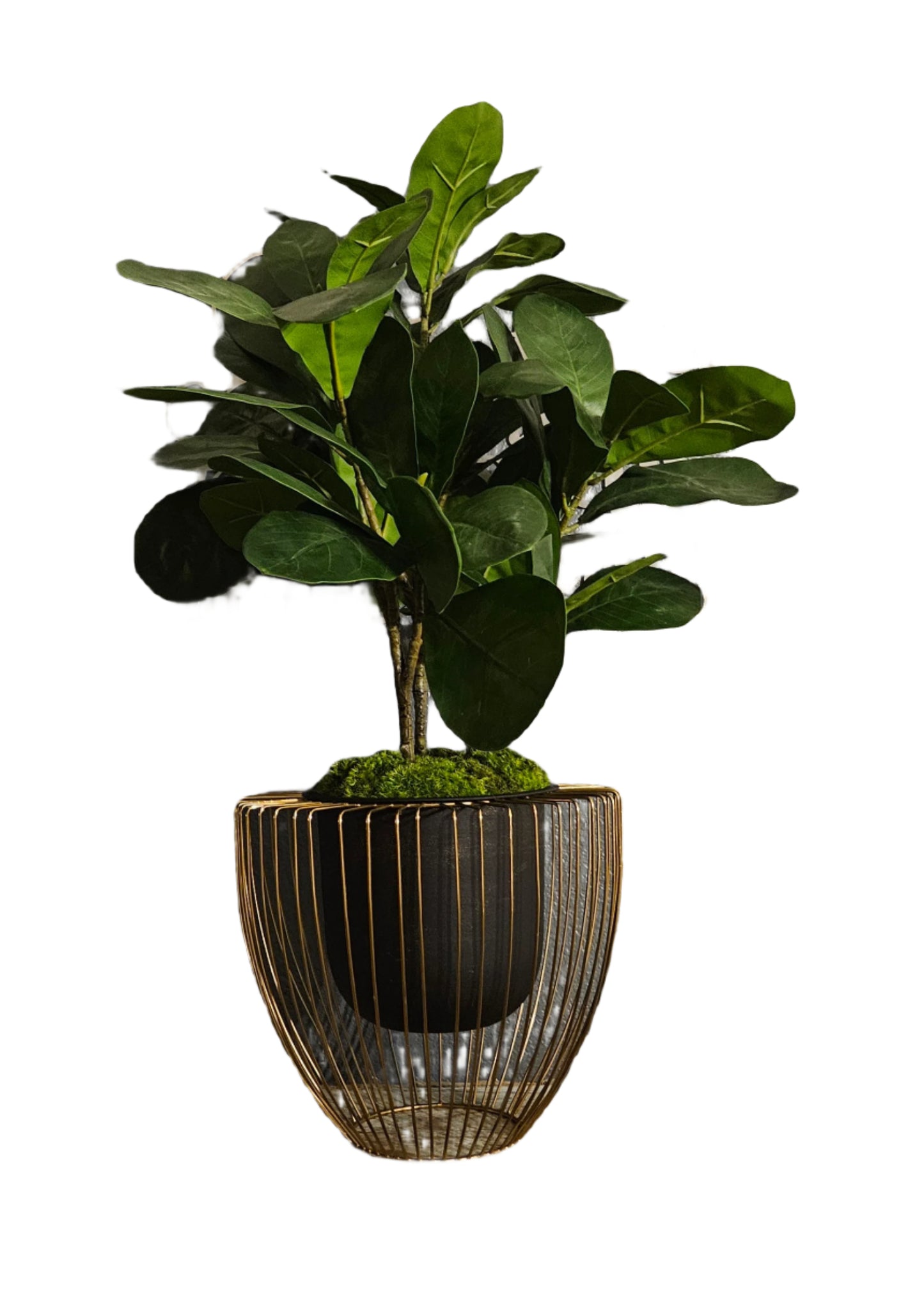 Fiddle Leaf Fig in Gold Wired Planter