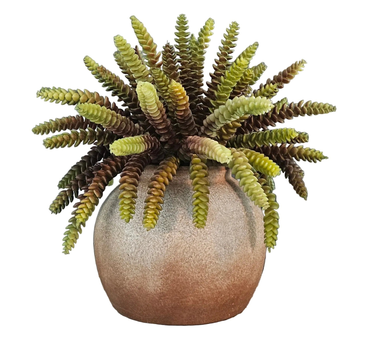 Potted plant on a wooden surface with decorative text in the background