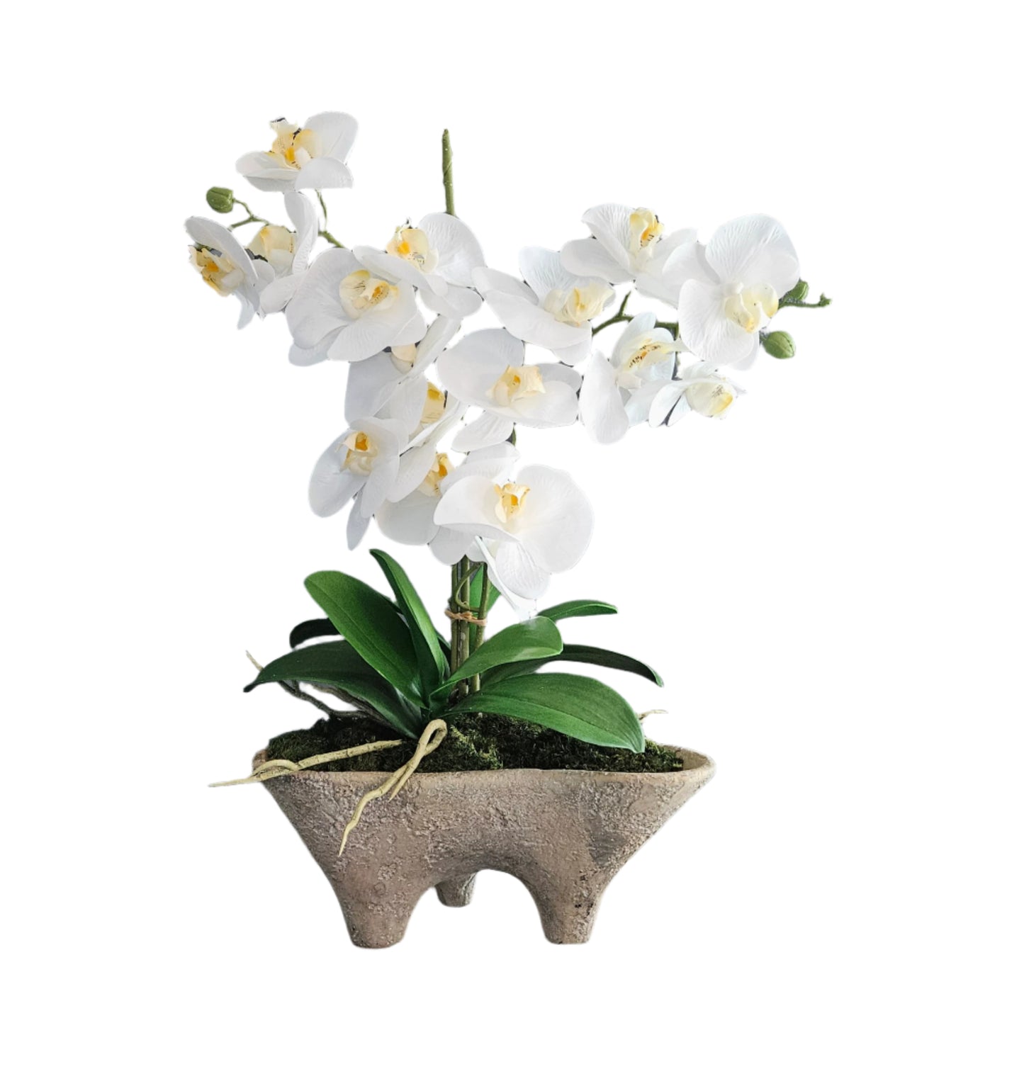 Orchids In Footed Container (Small)