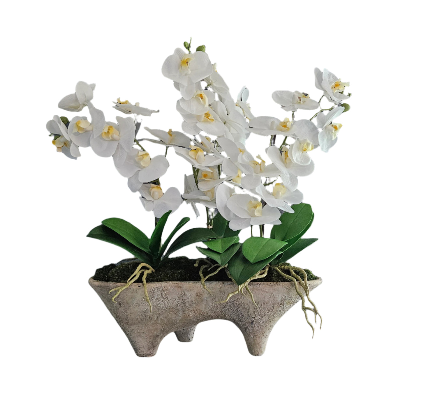 Orchids In Footed Container (Large)