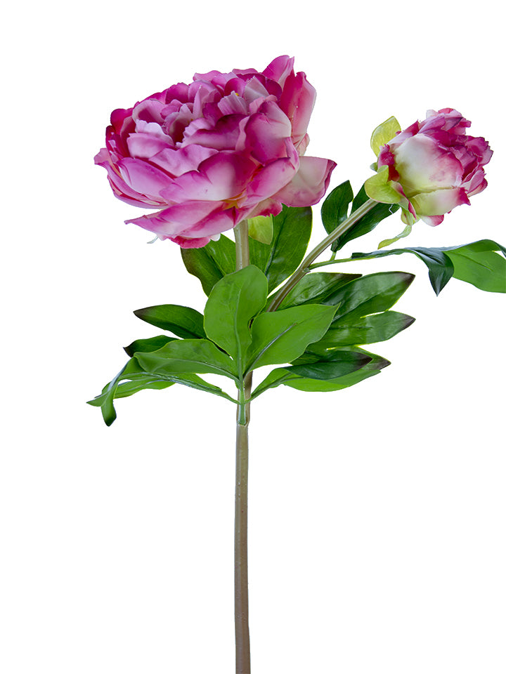 23" Fresh Touch Peony Stems (Various Colors)
