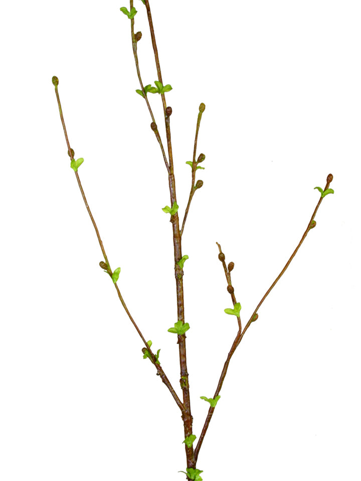 48" Curly Willow Spray w/Buds, Green
