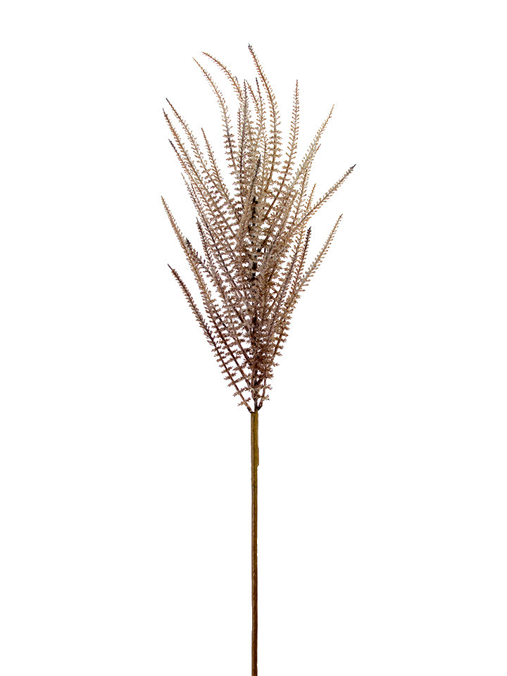 Upright Amaranthus, Cream Brown