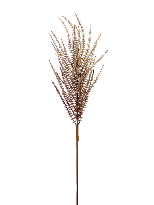 Upright Amaranthus, Cream Brown