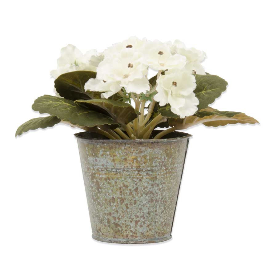 6.5" African Violet in Metal Pot, White