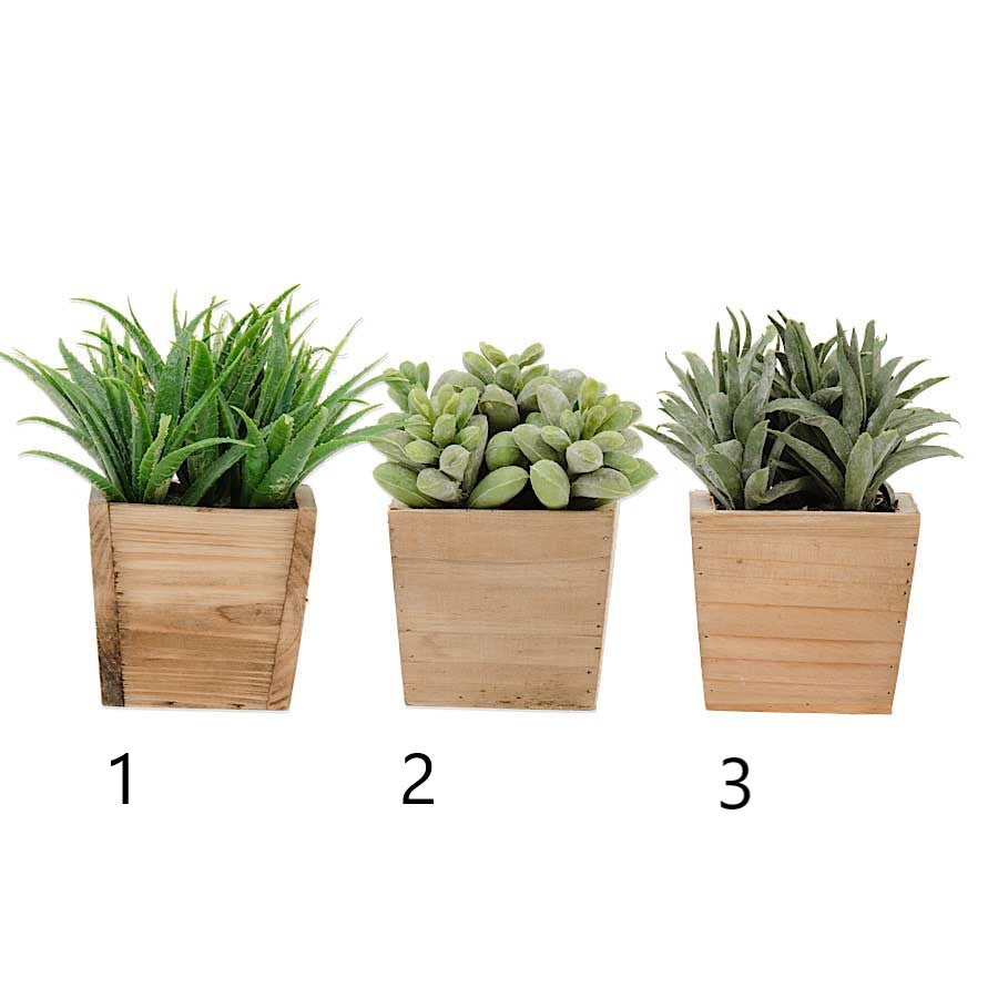 Succulent in Square Pot (Various Styles)