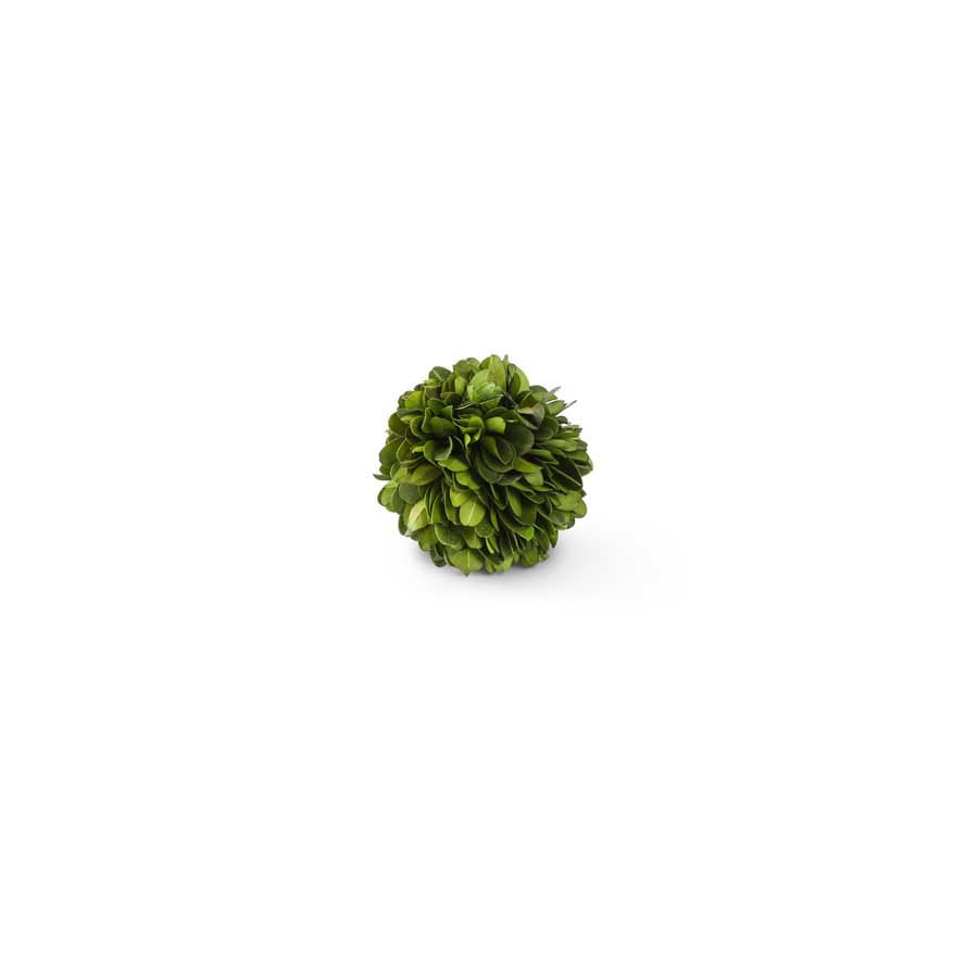 Preserved Boxwood (Various Sizes)