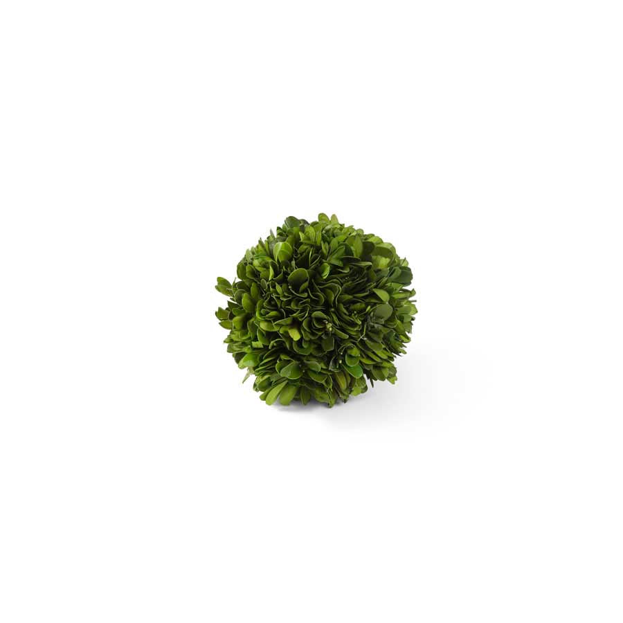 Preserved Boxwood (Various Sizes)