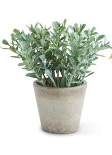 Mini Herb in Pots (Various Styles)
