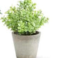 Mini Herb in Pots (Various Styles)