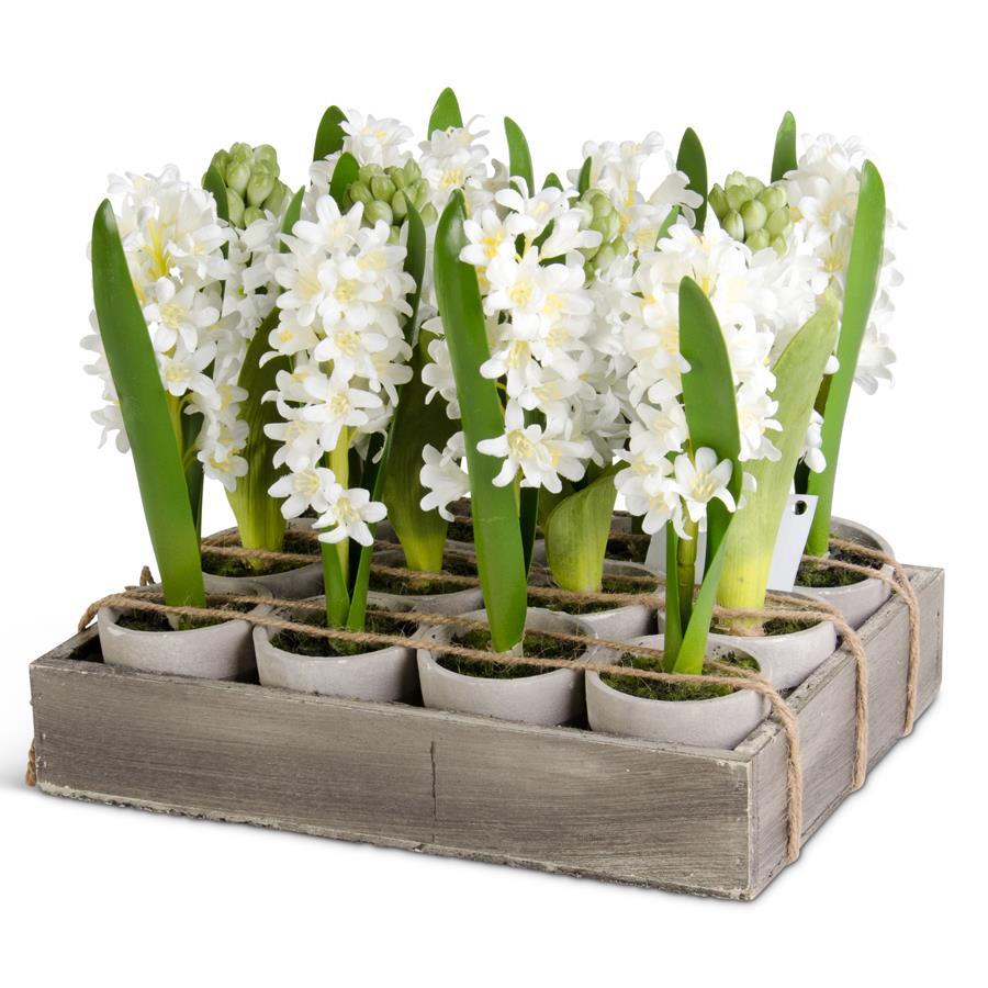 Mini Potted Hyacinth, Individual Plant