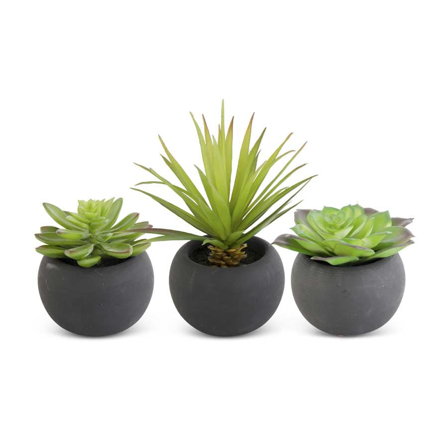 Succulent in Black Matte Pot (Various Styles)