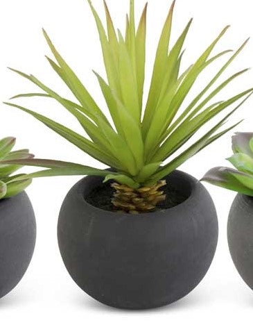 Succulent in Black Matte Pot (Various Styles)