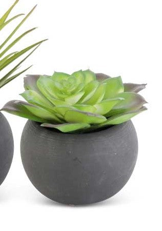 Succulent in Black Matte Pot (Various Styles)