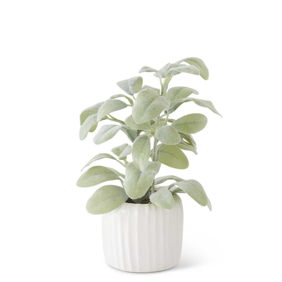 11" Lambs Ear in White Ribbed Ceramic Pot