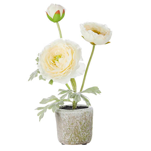 11" Potted Ranunculus (Various Colors)