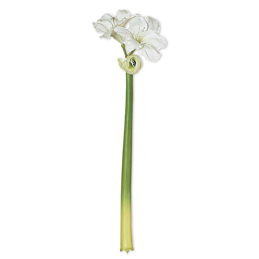 31.5" Amaryllis Stem, White
