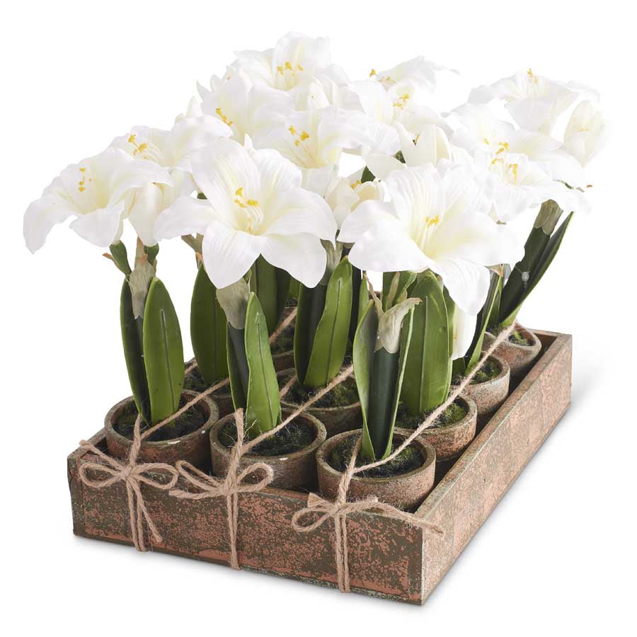 Potted White Amaryllis, Individual Plant