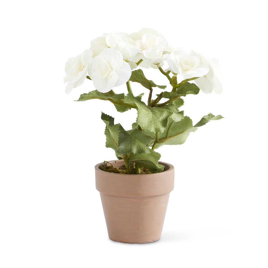 8.5" Potted Begonia, White