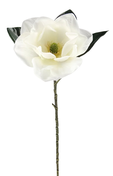 34" Magnolia Stem, White & Green