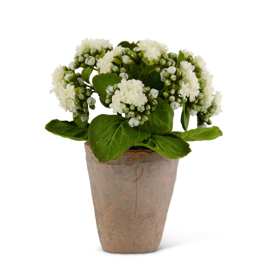 9.5" Kalanchoe in Distressed Clay Pot, White