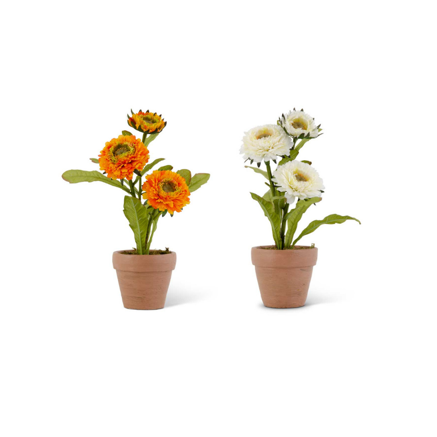10" Triple Head Zinnia in Ceramic Pot (Various Colors)