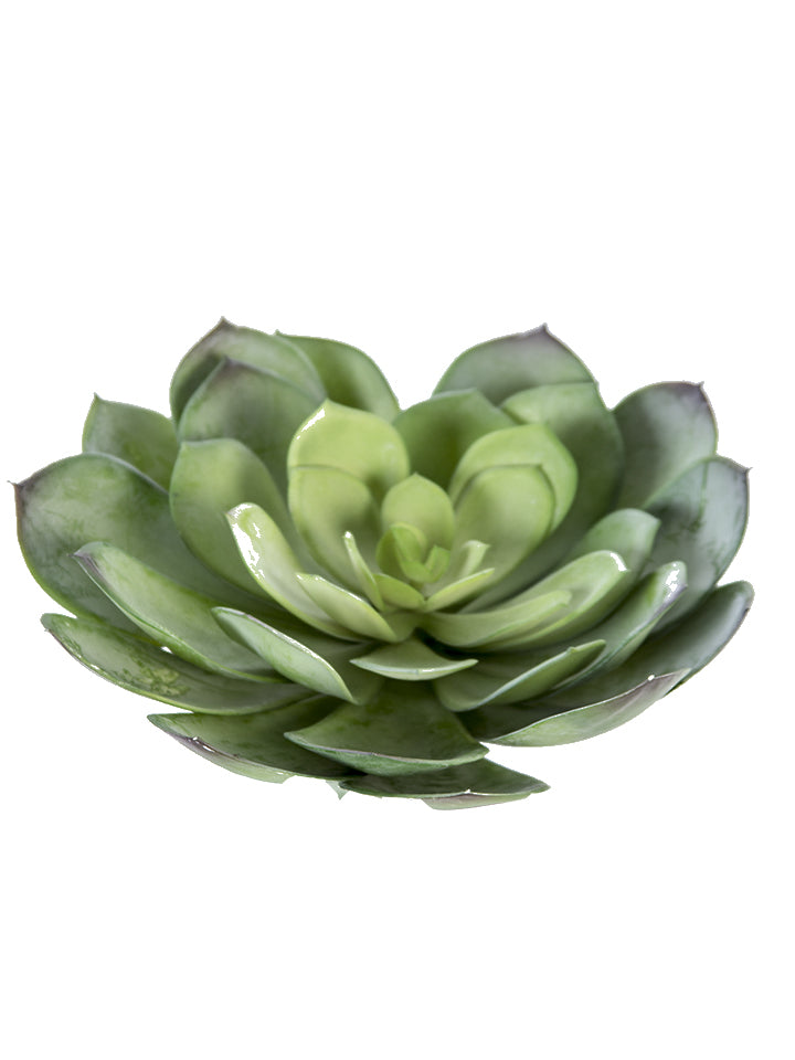7" Aeonium Pick, Green