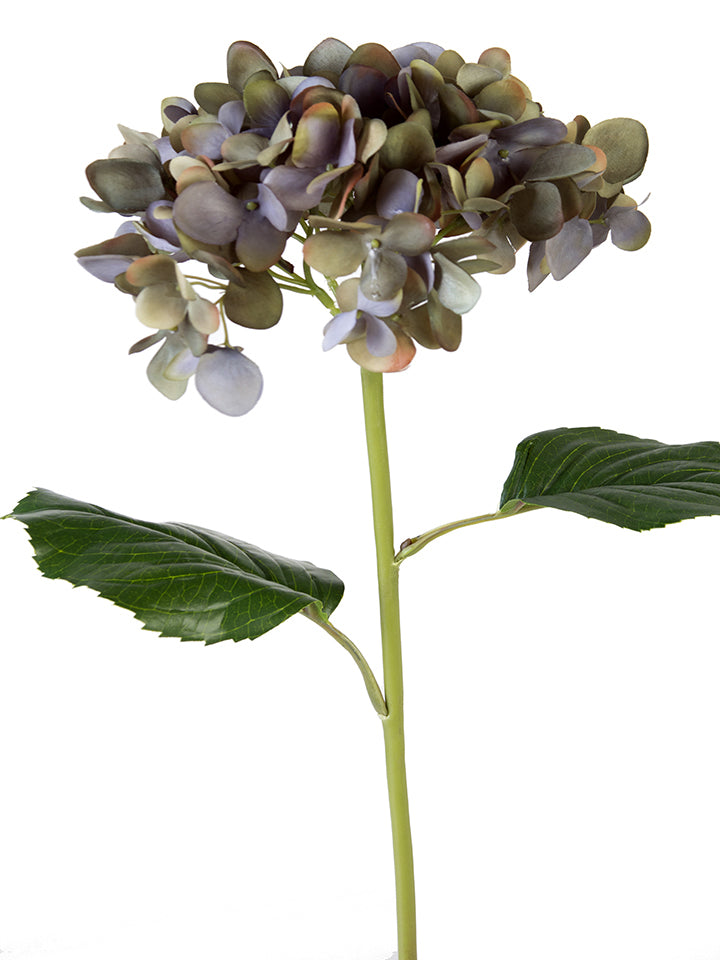 21" Mophead Hydrangea (Various Colors)
